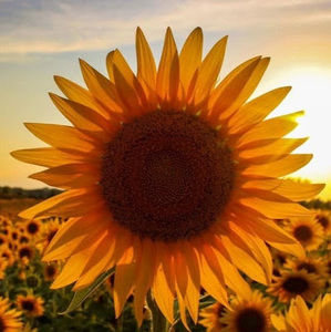 Meet your Posher, Deanna